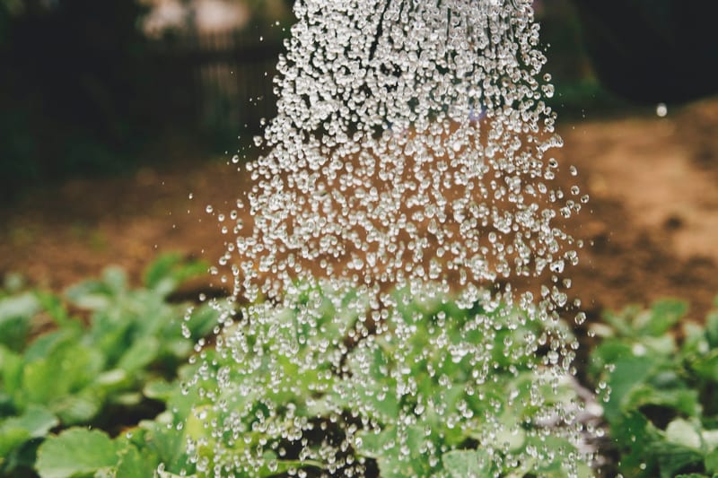 Riego y fertilización de plantas de jardín en maceta