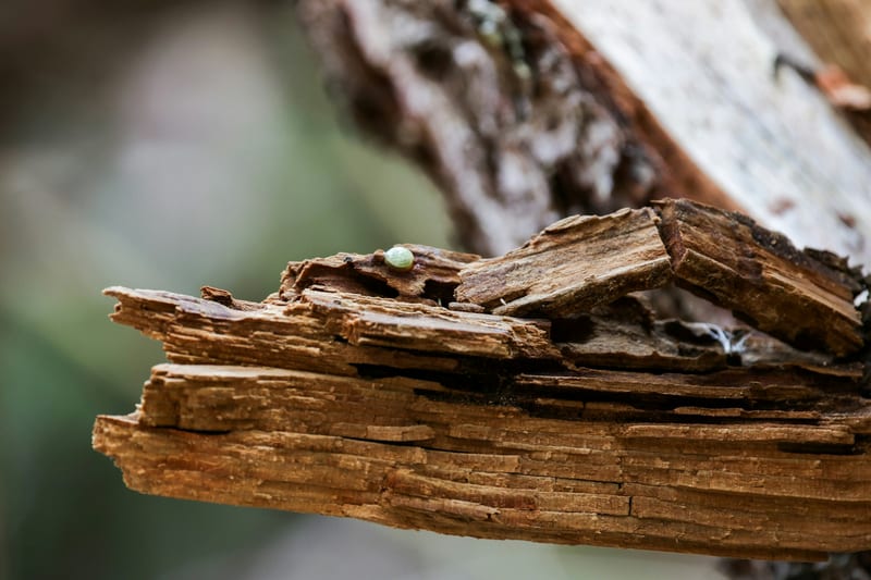 Viga de madera con daño visible por insectos xilófagos