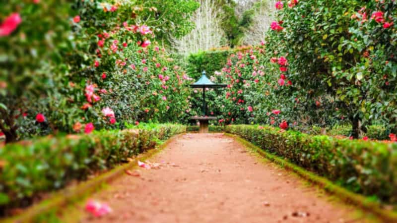 Jardín doméstico protegido y en buen estado, con vegetación densa iluminada por luz cálida