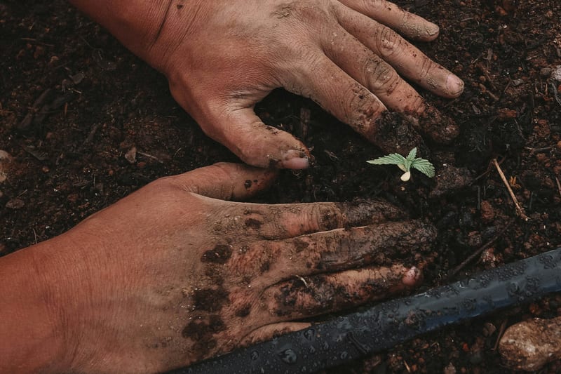 Trabajo de jardinería con plantas sanas y herramienta de mano